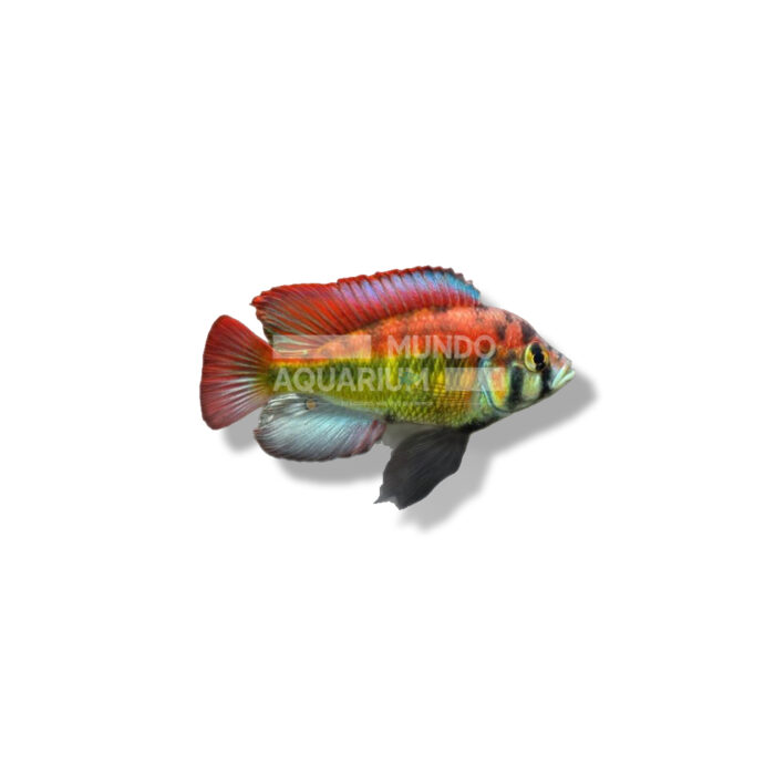 HAPLOCHROMIS YELLOW BELLY XL