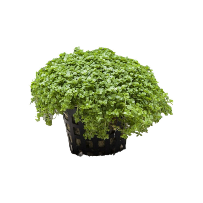 HEMIANTHUS CUBA
