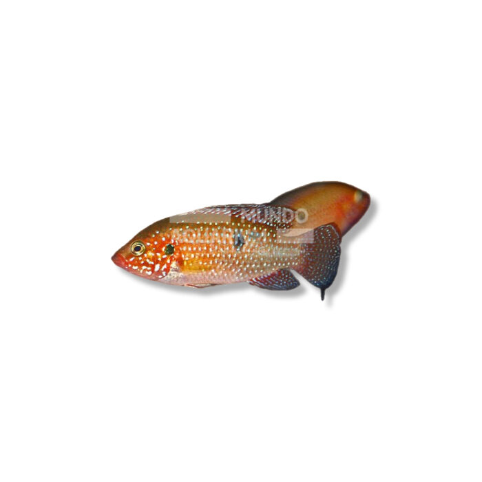 HEMICHROMIS LIFALILI (4-5 CM)