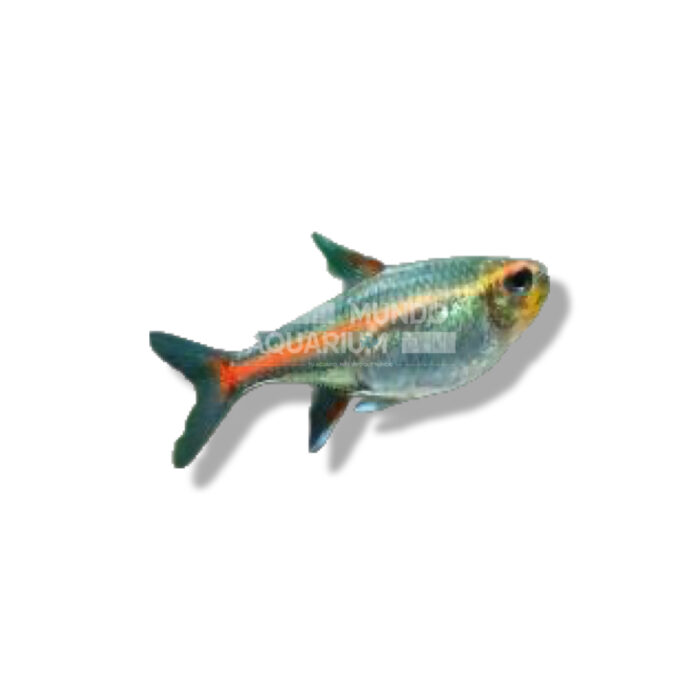 HEMIGRAMMUS ERYTHROZONUS