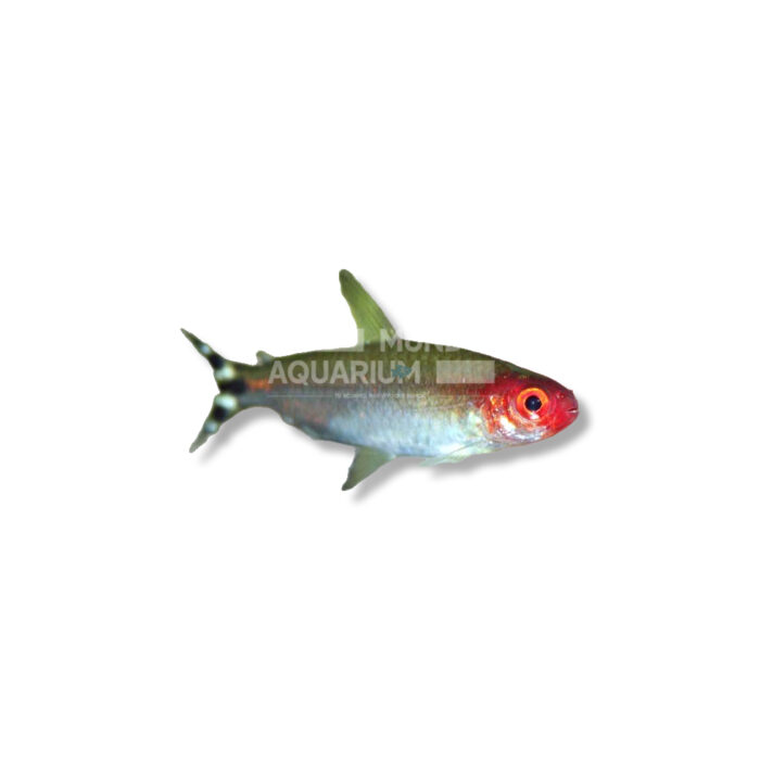 HEMIGRAMMUS RHODOSTOMUS (3-4 CM)