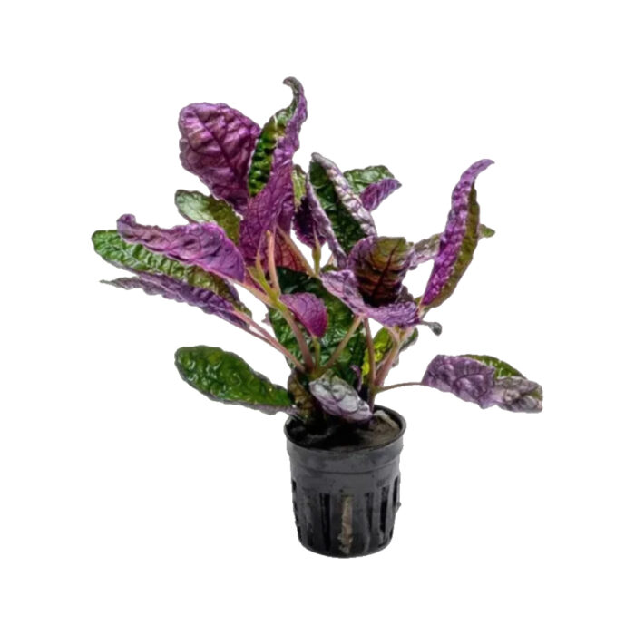 HEMIGRAPHIS COLORATA
