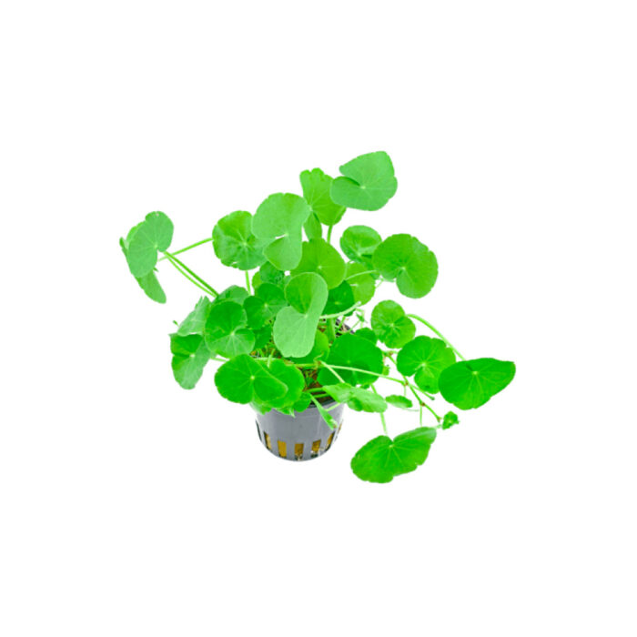 HYDROCOTYLE LEUCOCEPHALA