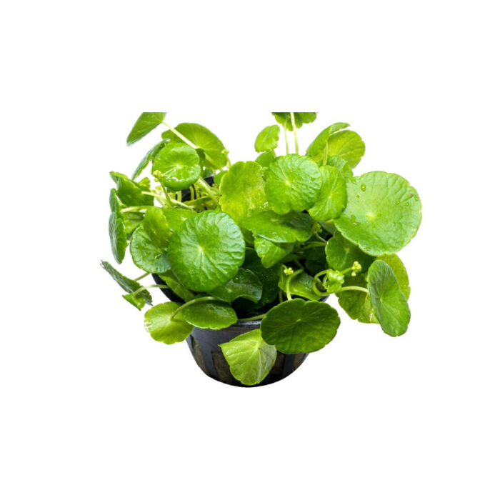 HYDROCOTYLE VERTICILLATA VULGARIS