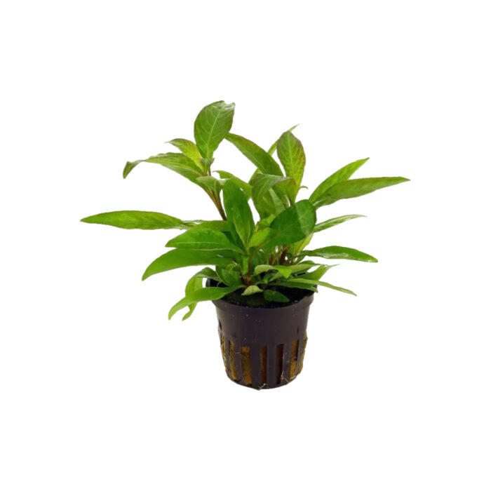 HYGROPHILA COMPACTA MINI
