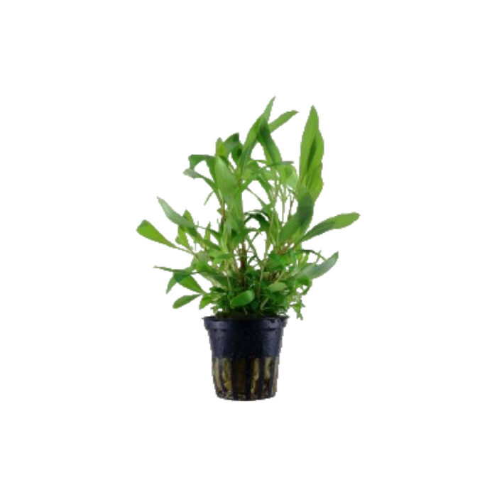 HYGROPHILA CORYMBOSA SIAMENSIS