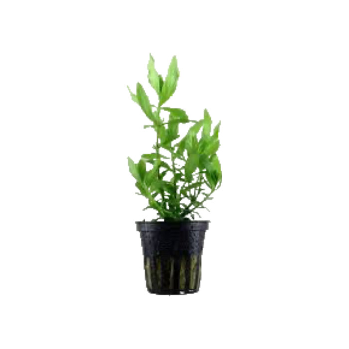 HYGROPHILA POLYSPERMA