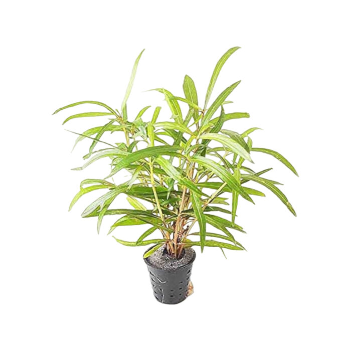 HYGROPHILA TIGER