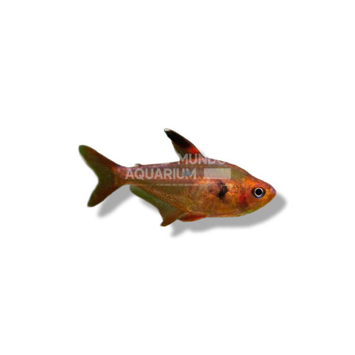 HYPHESSOBRYCON SWEGLESI