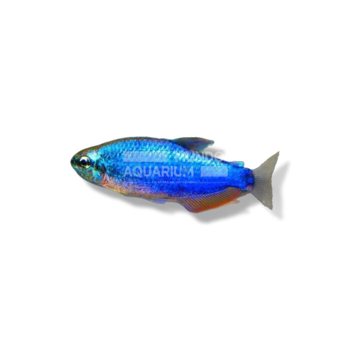 INPAICHTHYS KERRI