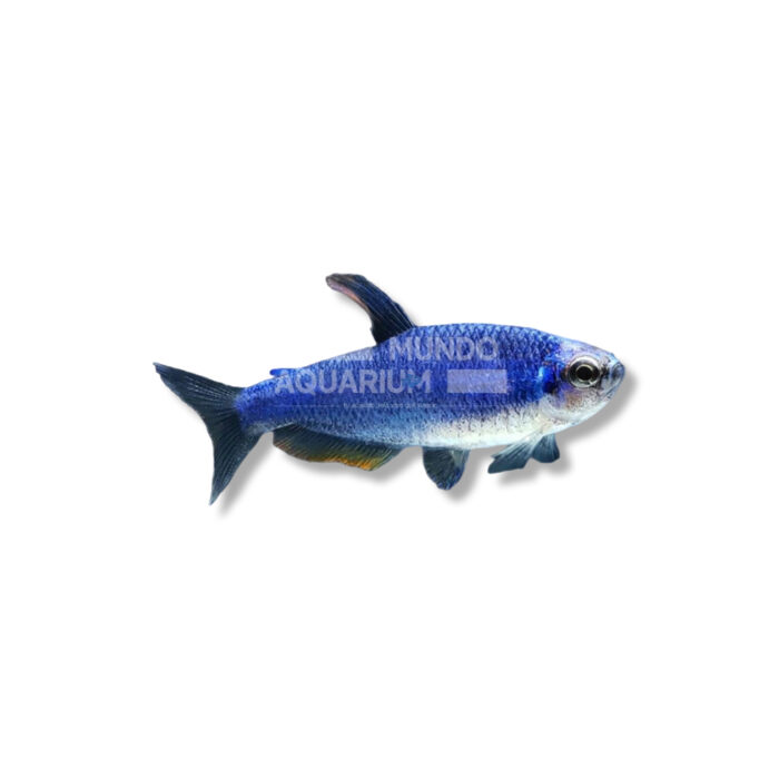 KERII SUPER BLUE (2,5-3 CM)