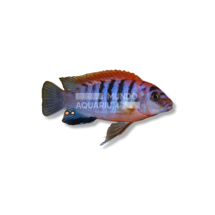 LABIDOCHROMIS HONGI (SUPER RED 4-5 CM)