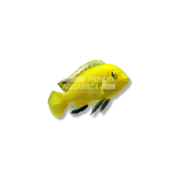 LABIDOCHROMIS YELLOW (3,5-4 CM)
