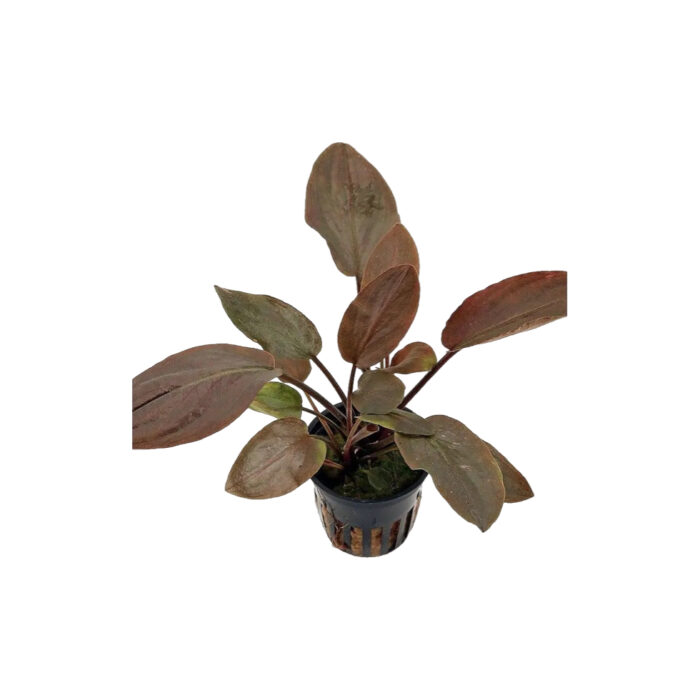 LAGENANDRA RED