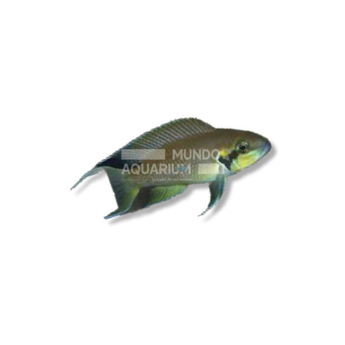 LAMPROLOGUS BRICHARDI (4,5-5 CM)