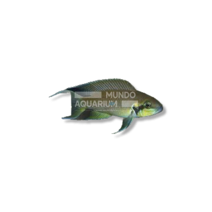 LAMPROLOGUS BRICHARDI (XL)