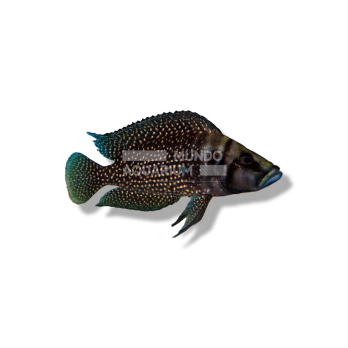 LAMPROLOGUS CALVUS ZAIRE BLACK FIN