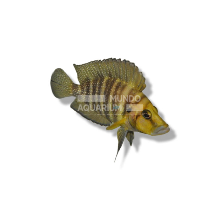 LAMPROLOGUS COMP- YELLOW CHAITIKA