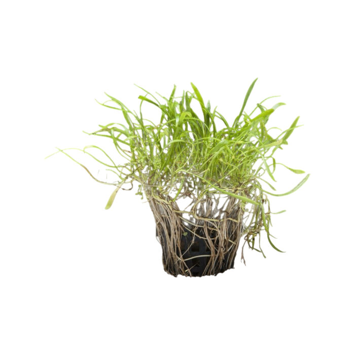 LILAEOPSIS NOVAE-ZELANDIAE