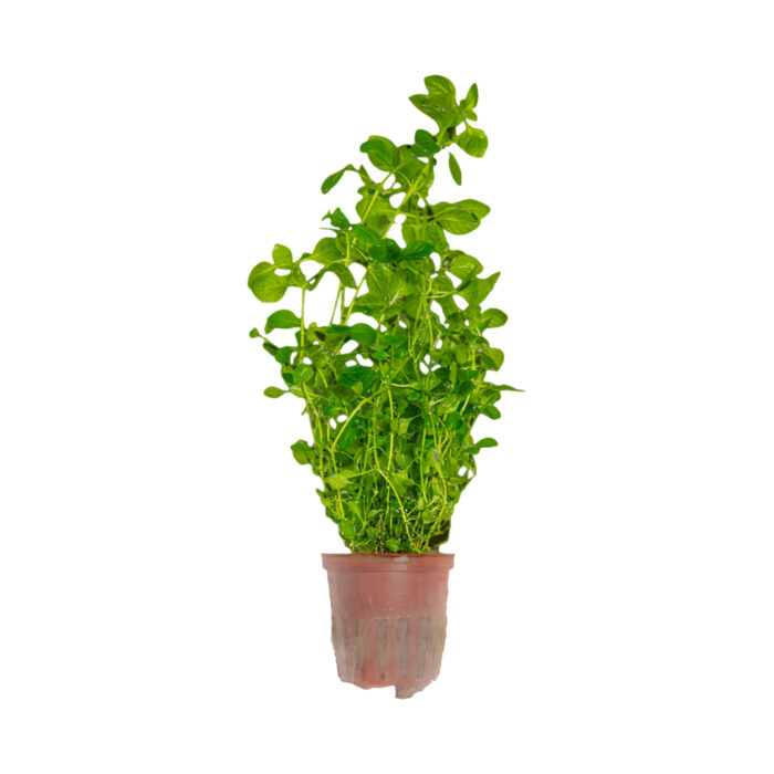 LUDWIGIA PALUSTRIS GREEN