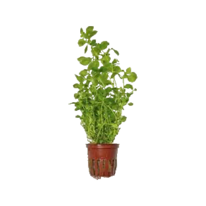 LUDWIGIA PALUSTRIS GREEN XL