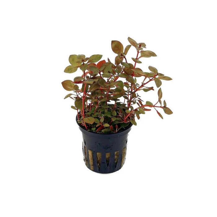 LUDWIGIA PALUSTRIS RED