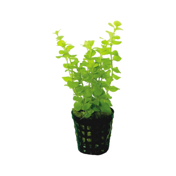 LYSIMACHIA AUREA