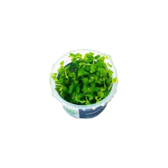 LYSIMACHIA NUMMULARIA XL