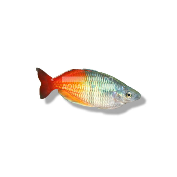 MELANOTAENIA BOESEMANI 3-4CM