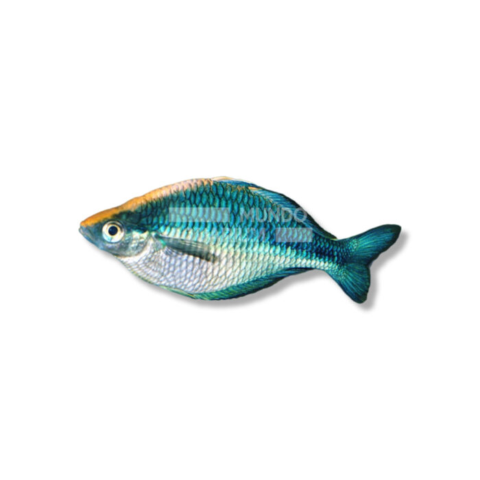 MELANOTAENIA SP. (AZUL COBALTO 4-5 CM)