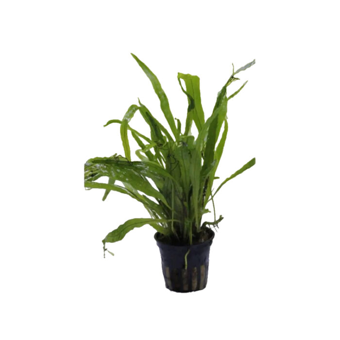 MICROSORUM NARROW