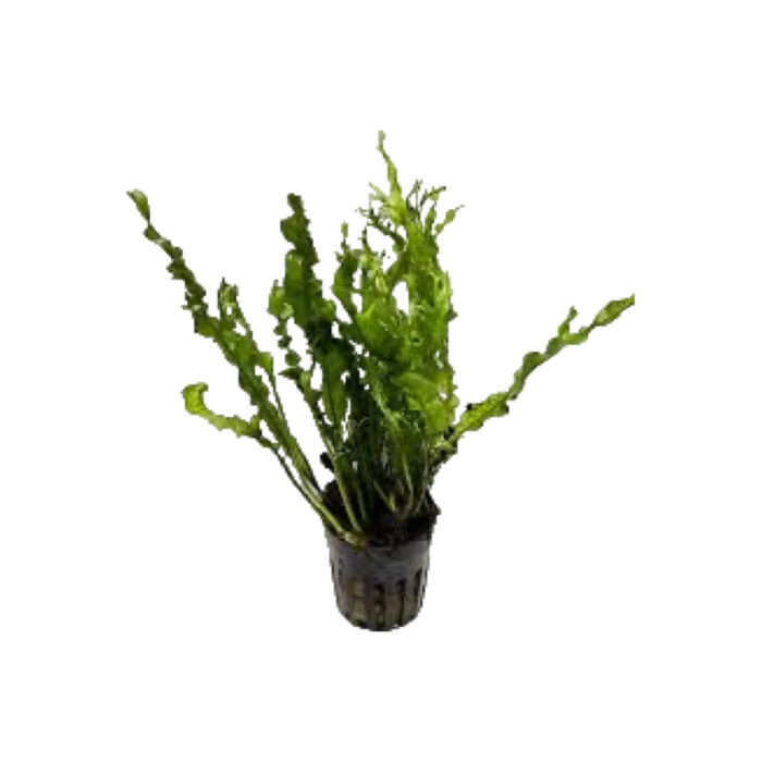 MICROSORUM PTEROPUS