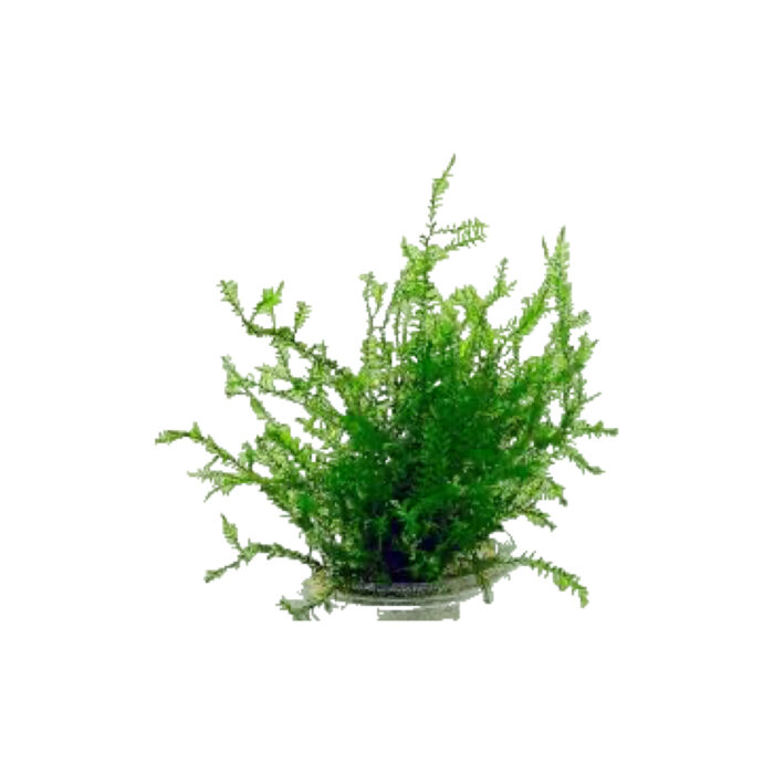 MUSGO FONTINALIS ANTIPYRETICA