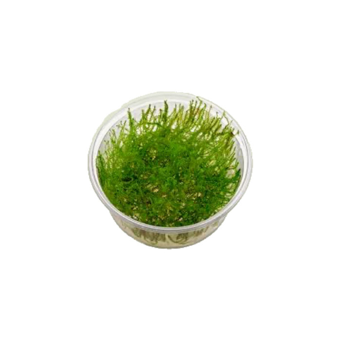 MUSGO LEPTODICTYUM RIPARUM