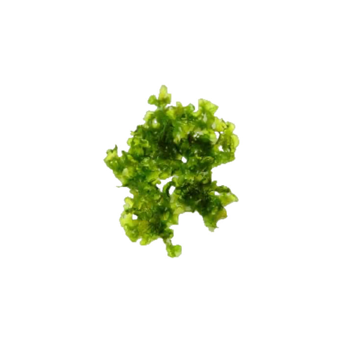 MUSGO PELLIA