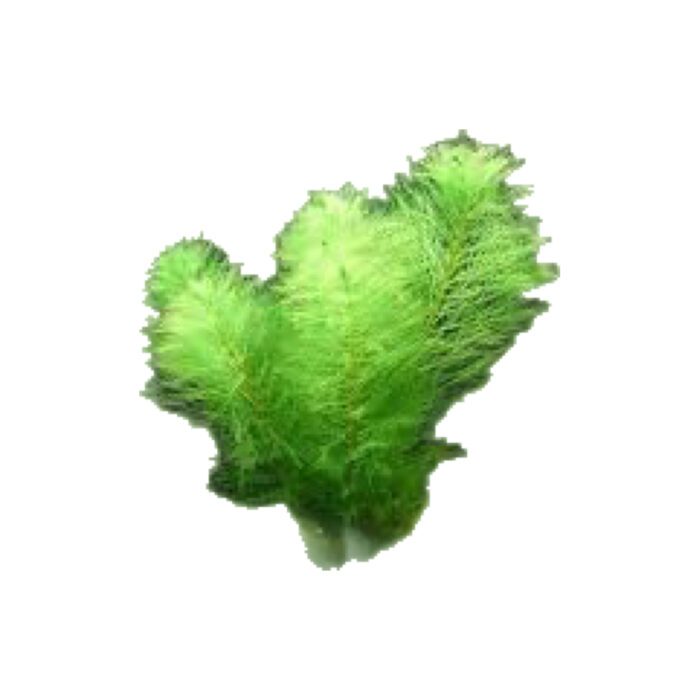 MYRIOPHYLLUM GREEN SUBMERSE