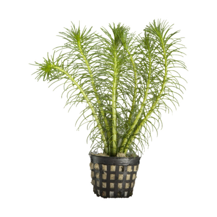 MYRIOPHYLLUM PROPIQUUM