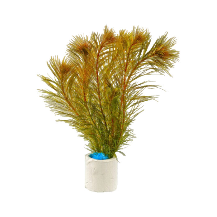 MYRIOPHYLLUM RED SUBMERSE