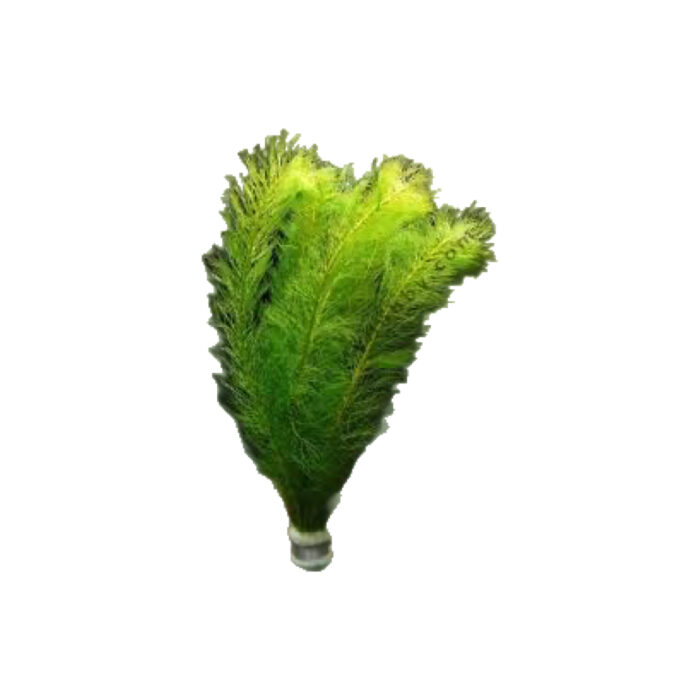 MYRIOPHYLLUM SCABRATUM XL