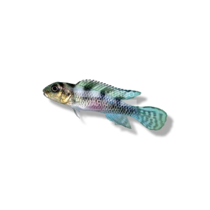NANOCHROMIS TRANSVESTITUS