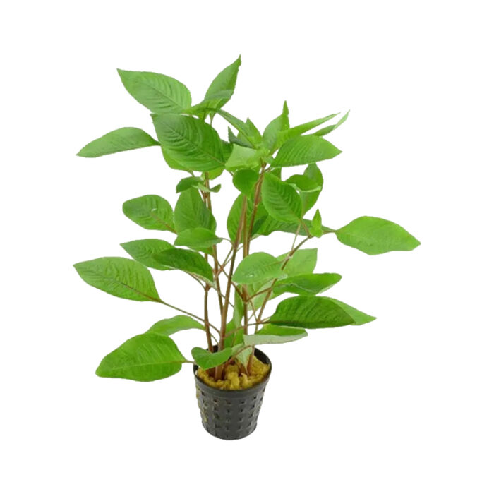 NOMAPHYLA CHERRY