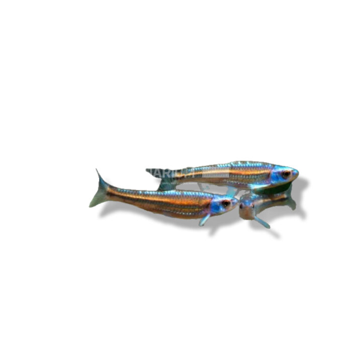 NOTROPIS CHROSOMUS 3-4CM