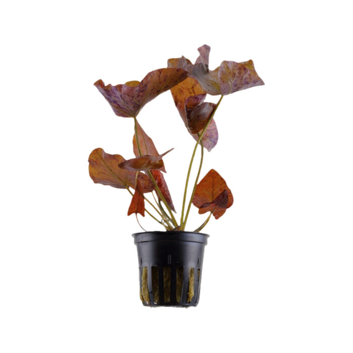NYMPHOIDES LOTUS RED