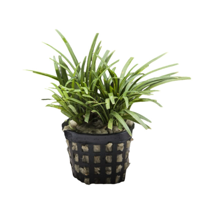 OPHIOPOGON KIOTO MINI OFERTA