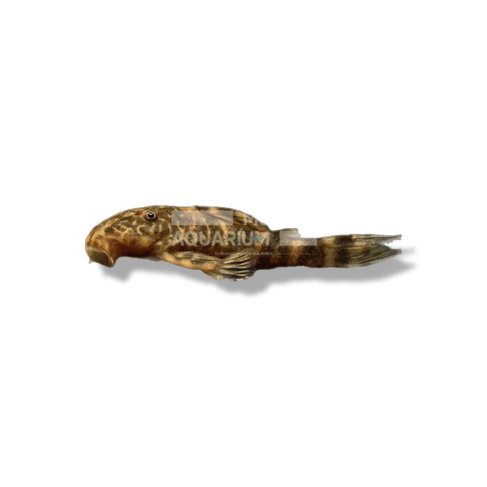 PANGOLUS MACUS L-104 6-7CM