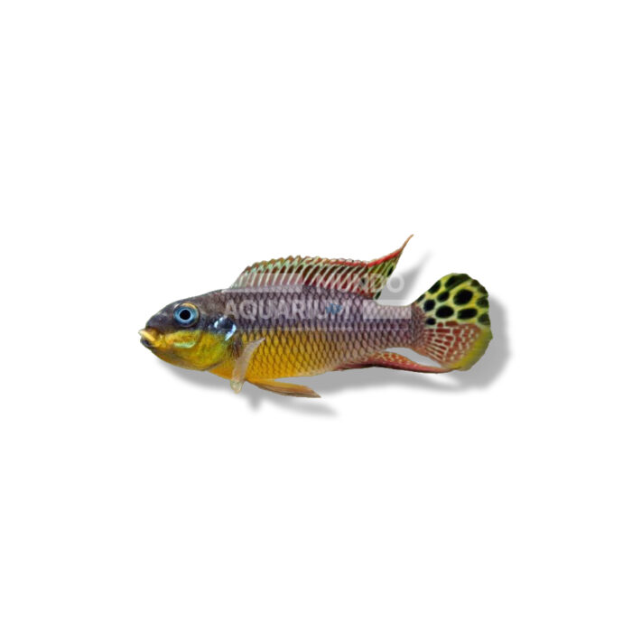 PELVICACHROMIS TAENIATUS NIGER