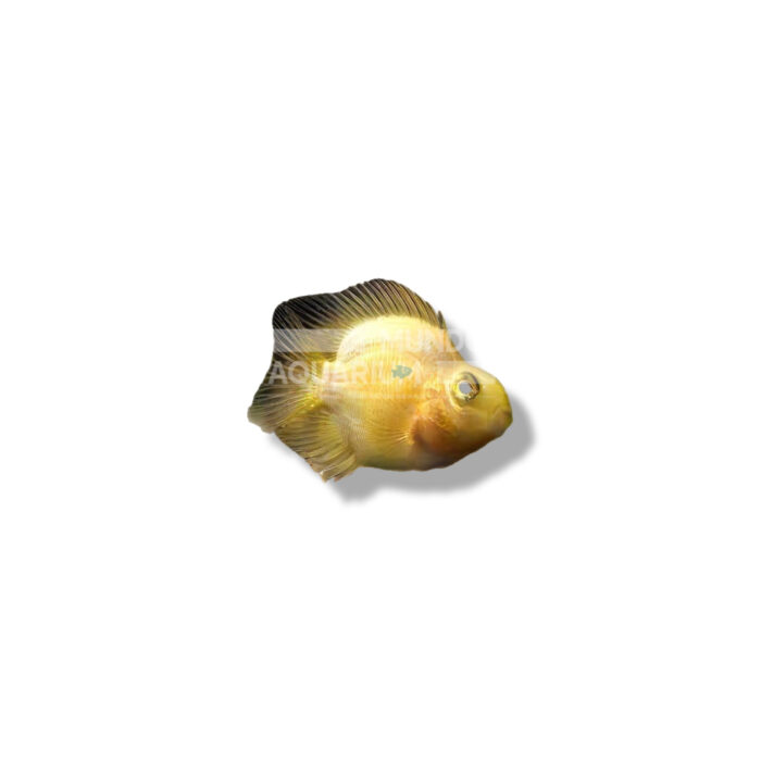 PEZ LORO AMARILLO