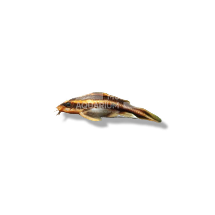 PLATYDORA COSTATUS 4-5CM