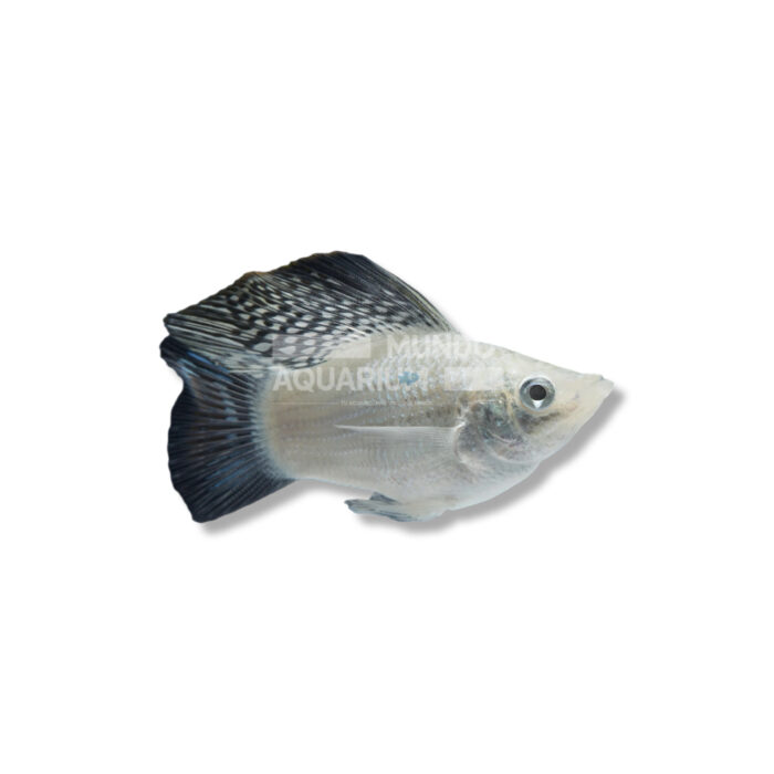 POECILIA LATIPINNA (BALLOON BANCO AZULADO COLA LYRA)