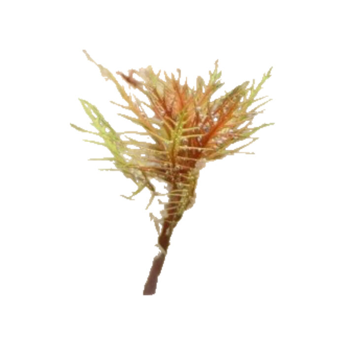 PROSERPINA CUBA RED